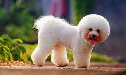 比熊泪痕用眼药水好还是泪痕精华,比熊多大没有泪痕就不会有泪痕了