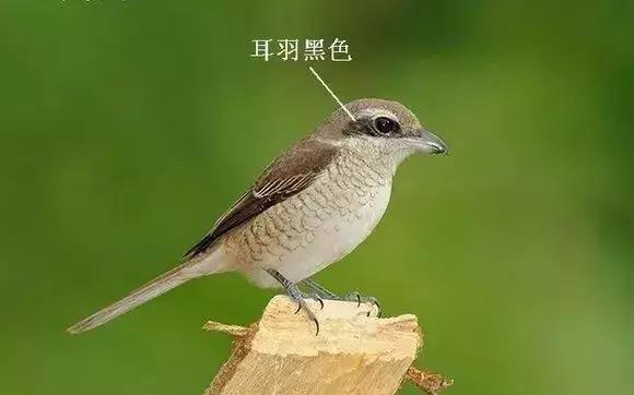 伯劳鸟饲养,没睁眼的伯劳怎样饲养