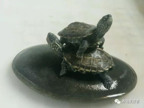 鳄鱼龟怎么养长得快,你知道怎么养乌龟吗