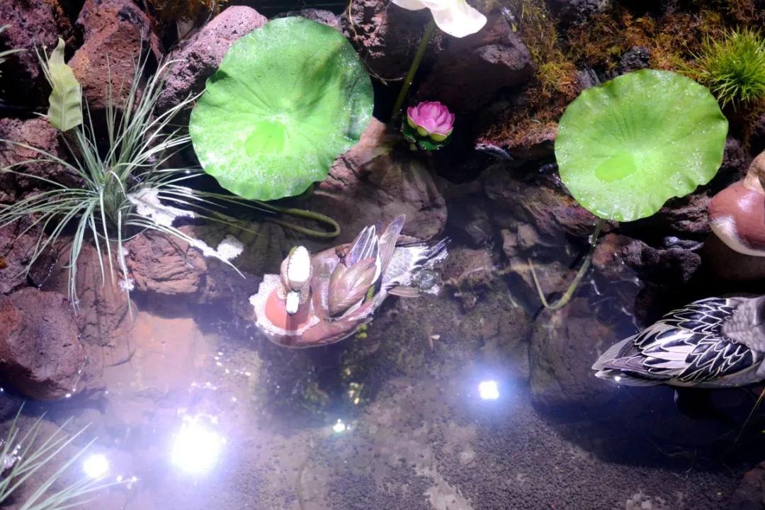 瞒不住了，孙悟空来聊城了，还带着“花果山”