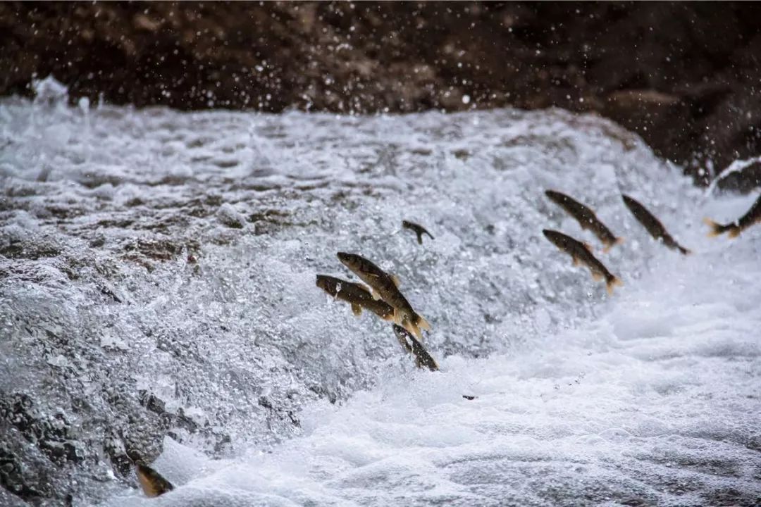 世界顶级淡水鱼大全,世界上顶级鱼类大全