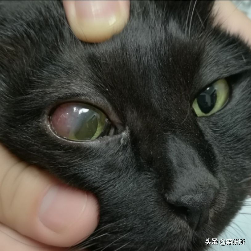 眼睑角膜炎怎么引起的,眼睑炎为什么老是犯