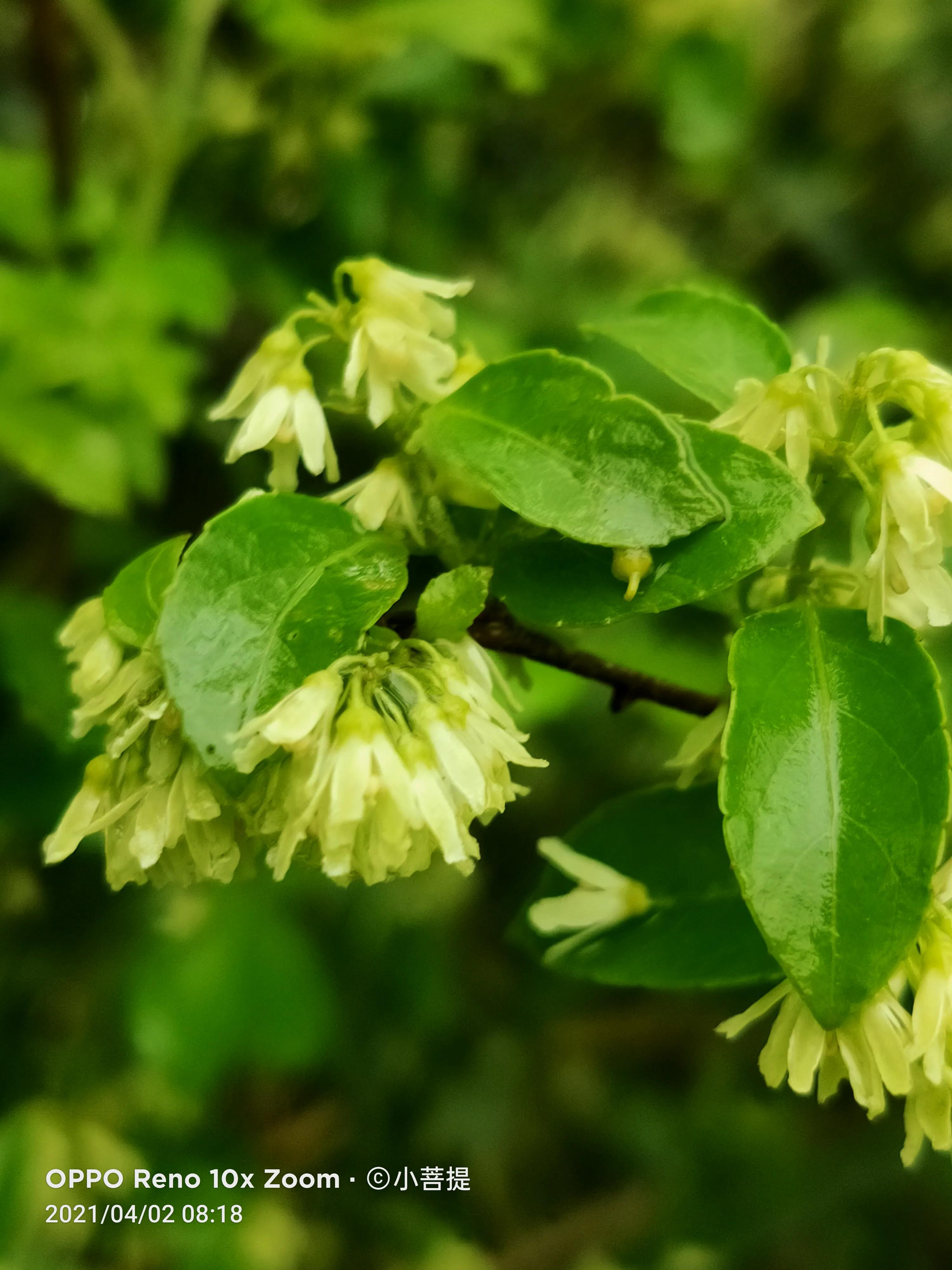 清明时节开花的花草有哪些,早春时节各种植物的样子