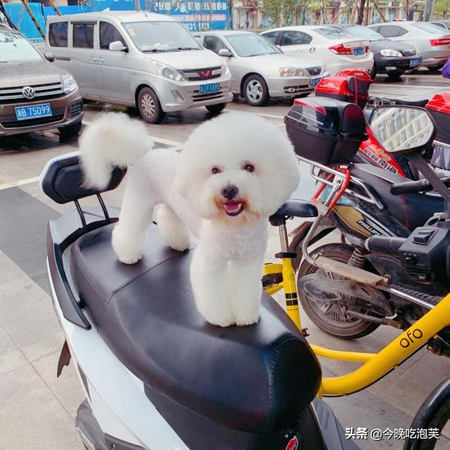 养狗知识怎样训狗,养狗技巧之狗狗刚到家