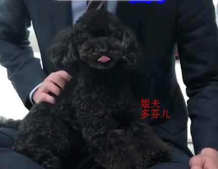 朴灿烈的多芬,多芬vivi吴世勋朴灿烈