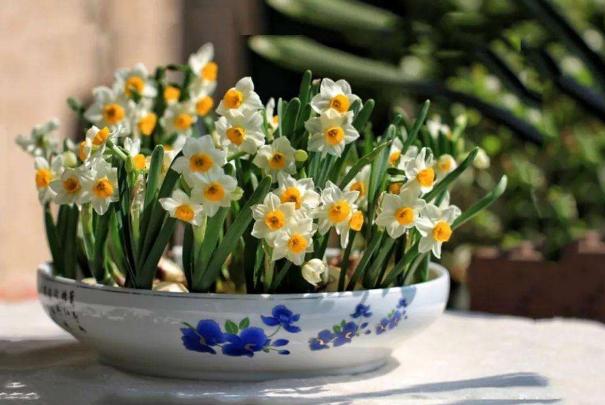 过期养花特效药怎么处理,这些药过期不要扔养花