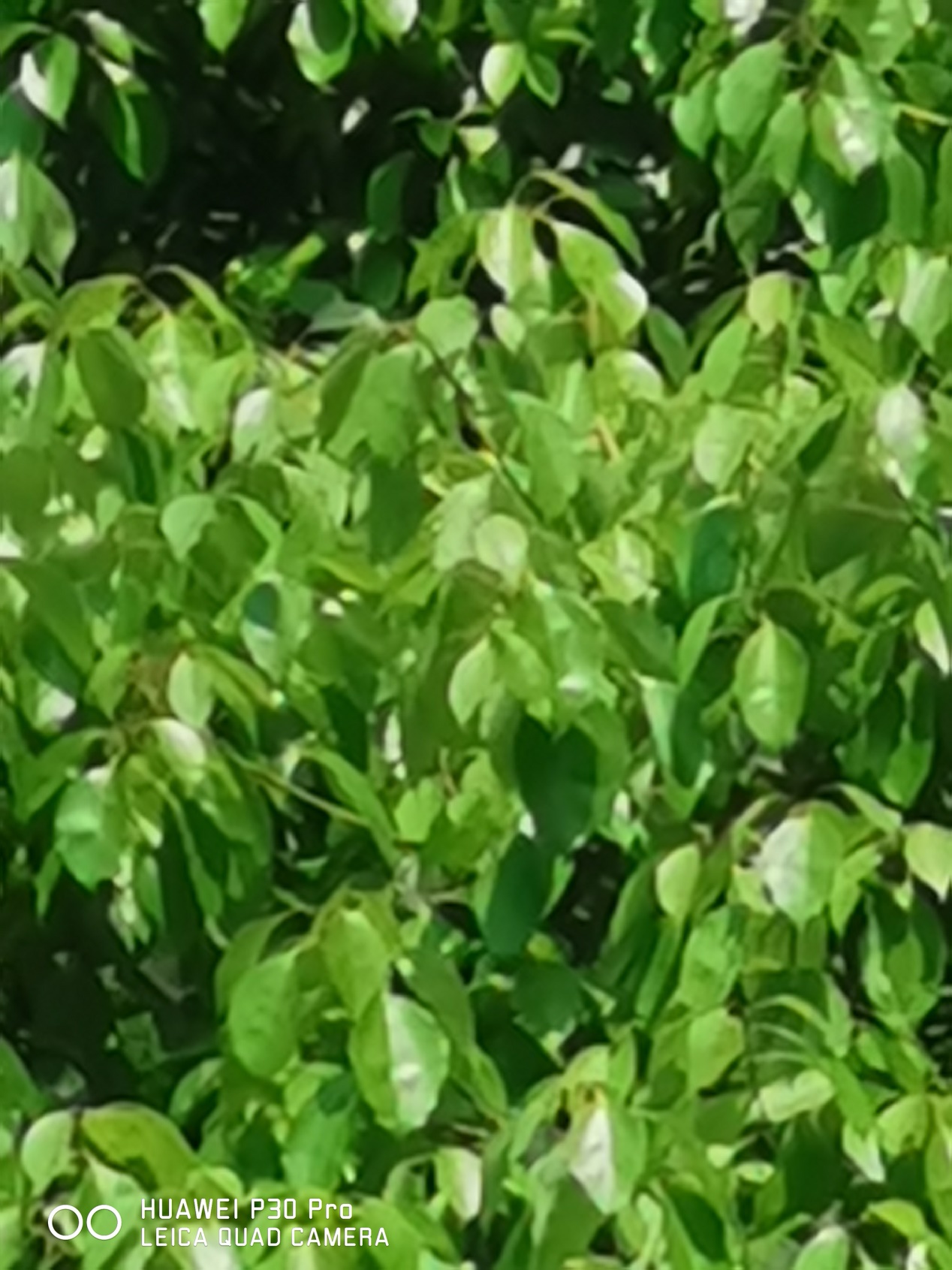 华为p30相机参数是多少,一张图告诉你华为p30拍照