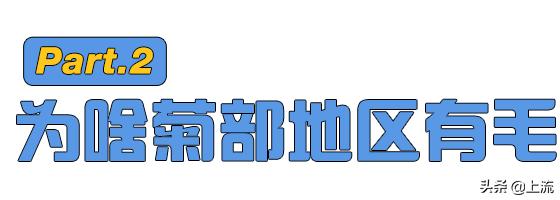 有的人头顶没头发,有的人头发很少但是不脱发