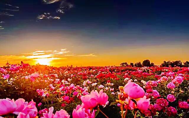 保加利亚玫瑰纯露官方旗舰店,保加利亚玫瑰介绍