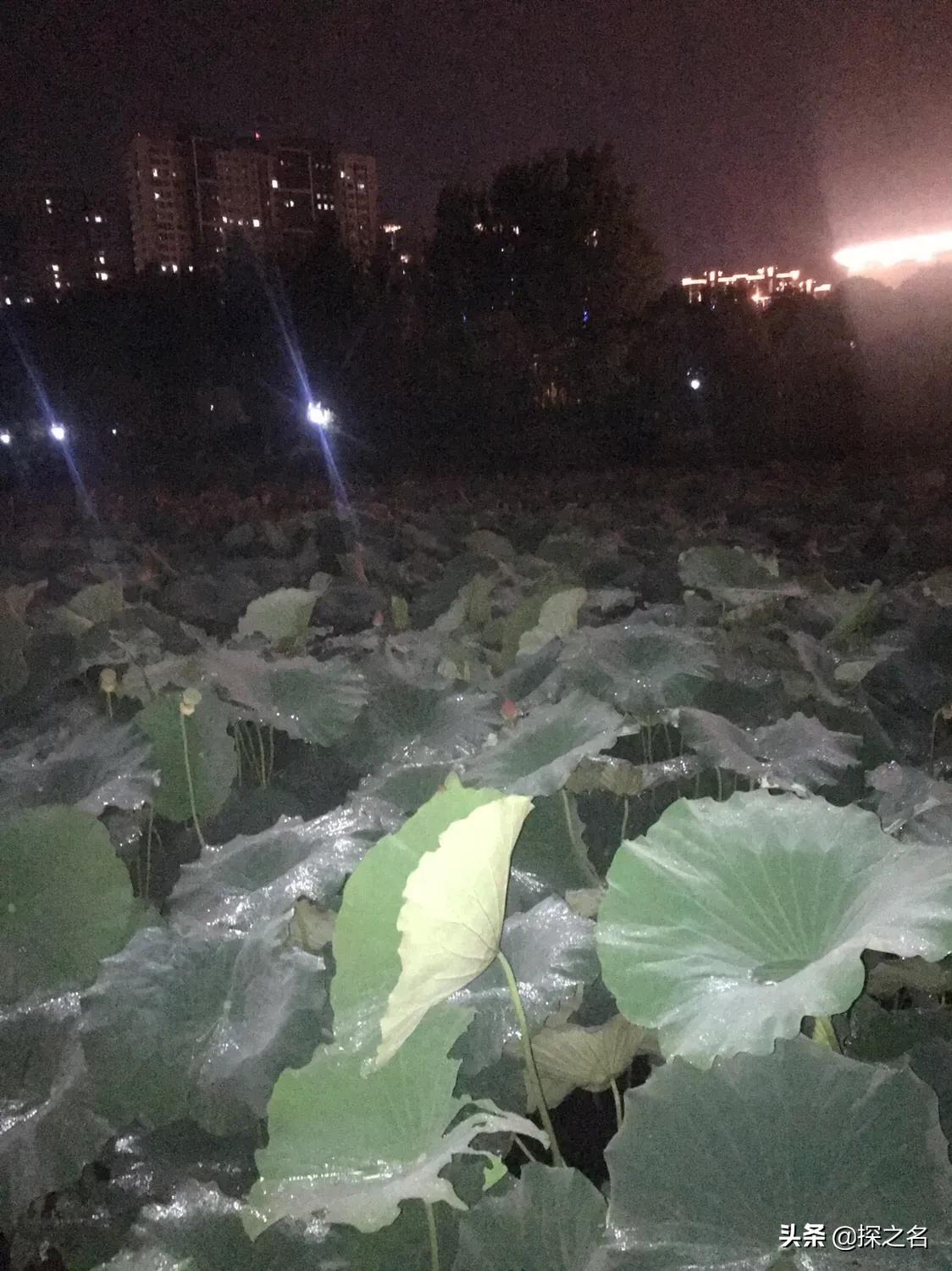 缇庣殑浠や汉閬愭兂,缇庣殑鎯婅壋缇庣殑闇囨捈