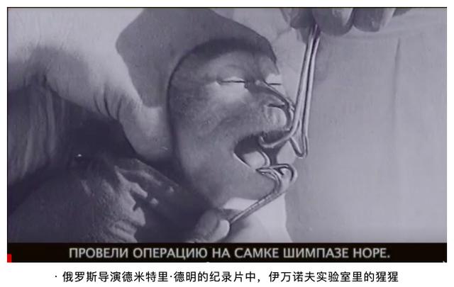 比利时女人爱上猩猩,比利时女子称与黑猩猩相爱