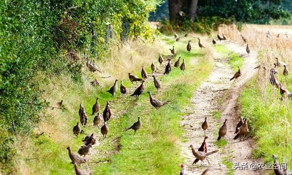 山鸡养殖新模式,养殖山鸡新技术