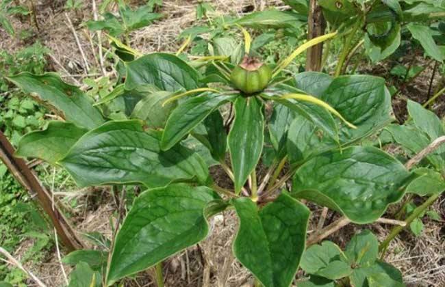 重楼林下种植亩产量多少公斤,林下种植重楼一亩地要多少种苗