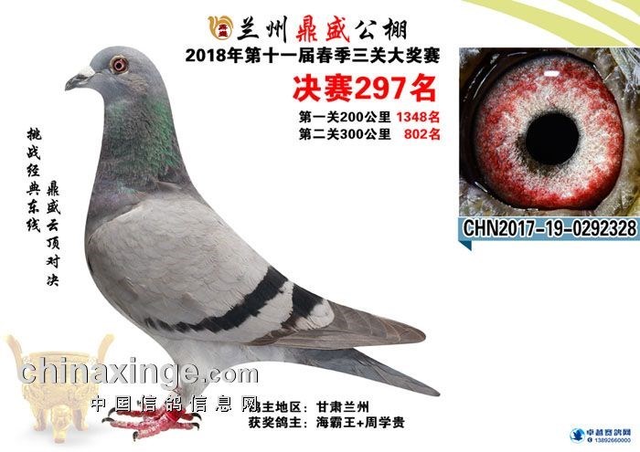 海霸王詹森纪录,冠霖公棚2017年获奖鸽欣赏