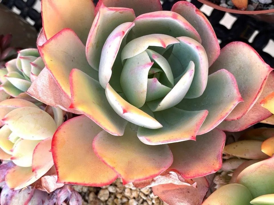 禁足的日子收获颇多,禁足