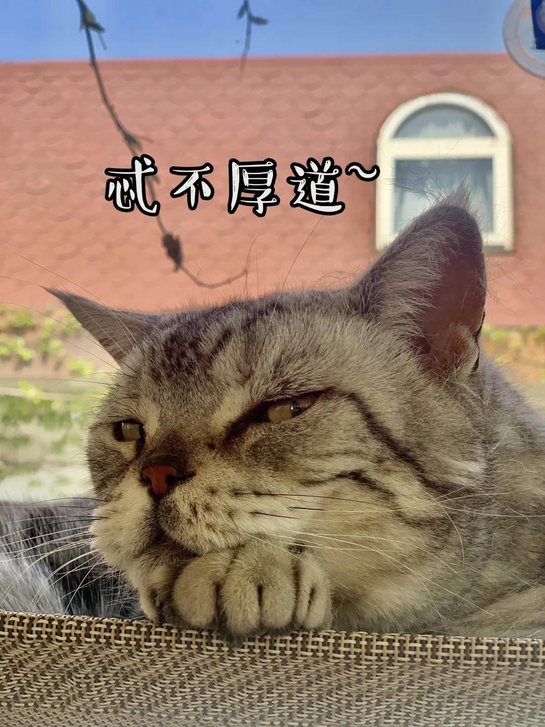 观复猫身份,观复猫近期咋样