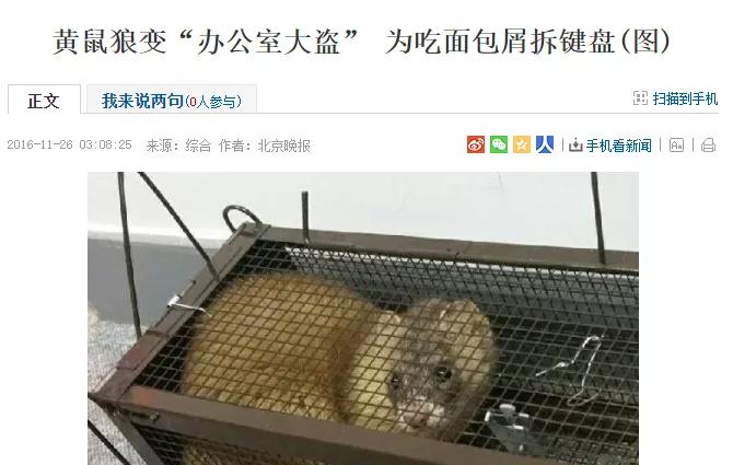 北京的黄鼠狼,北京市区黄鼠狼