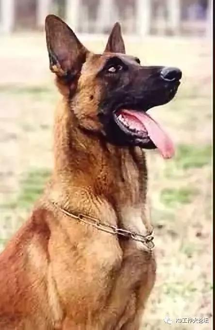 马犬起源历史,马犬起源