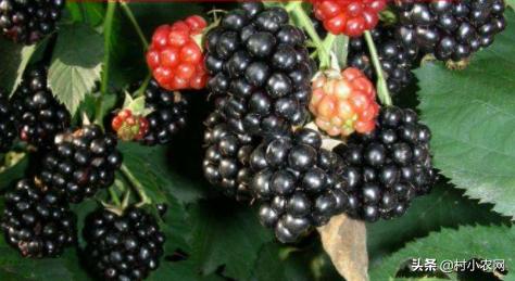 黑莓有着黑钻、生命之果等美称，想要靠黑莓赚钱，你会种吗？