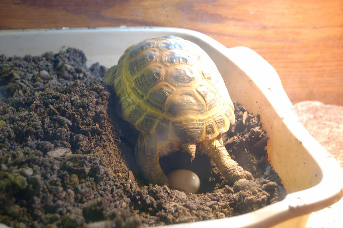 为什么恐龙孵化蛋不会碎,恐龙蛋孵化成小恐龙的过程是什么