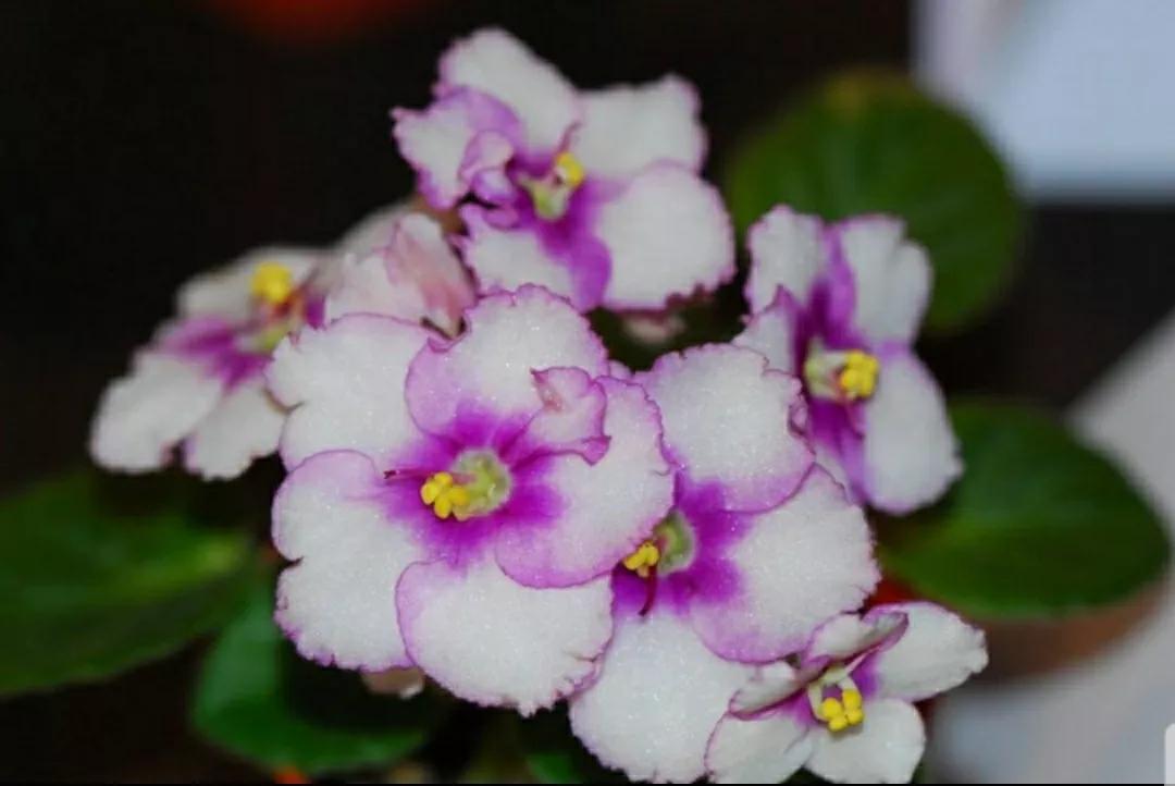 芳踪难觅濒危花！清新治愈篇：沙漠高原是吾家，豹子花的春天来了