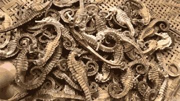 渔家女揭露海鲜市场黑幕,渔家女海鲜视频