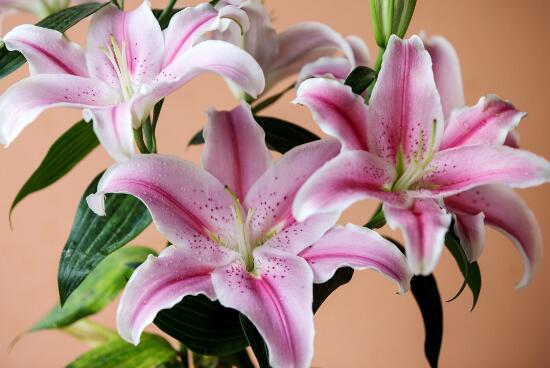 百合花盆栽施肥方法步骤,百合花生长期要施什么肥最好