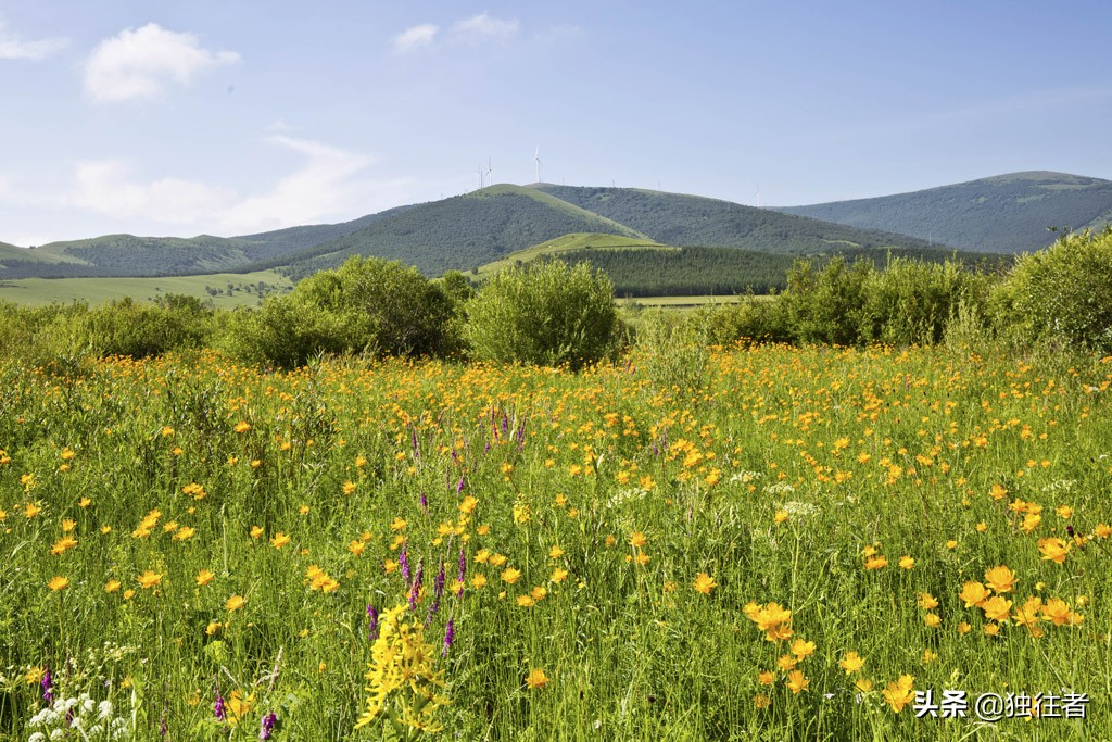 丰宁野花,丰宁坝上草原花海