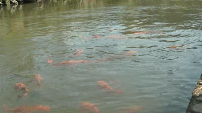三明古村落旅游景区介绍,福建省三明市古村落