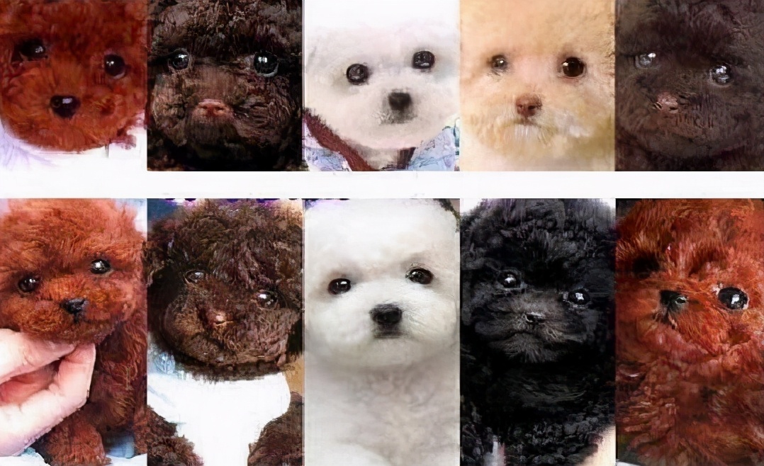 800的比熊犬和1400的比熊犬对比,养比熊犬好还是泰迪犬好