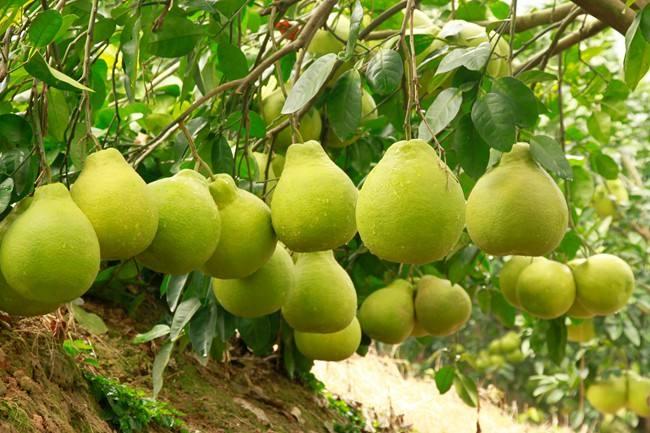 水果商贩,水果摊贩为什么不选椰子卖