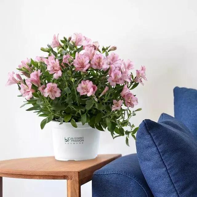 过年家里摆什么植物好,家里过年要摆几样水果