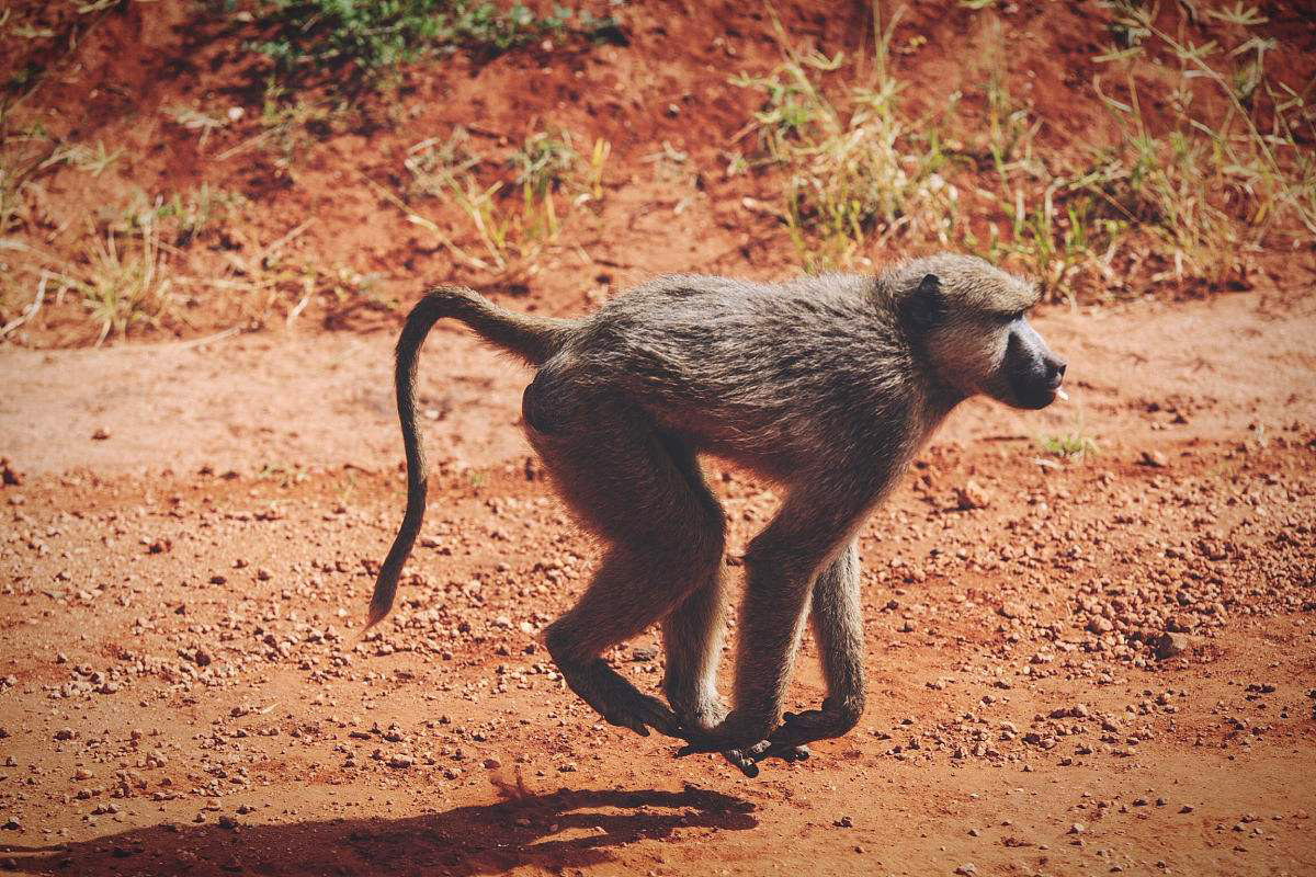 说文解字第208教学视频,说文解字第1124课