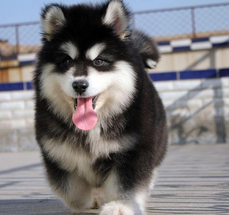 阿拉斯加雪橇犬饲养方法图解大全,阿拉斯加犬饲养注意事项和禁忌