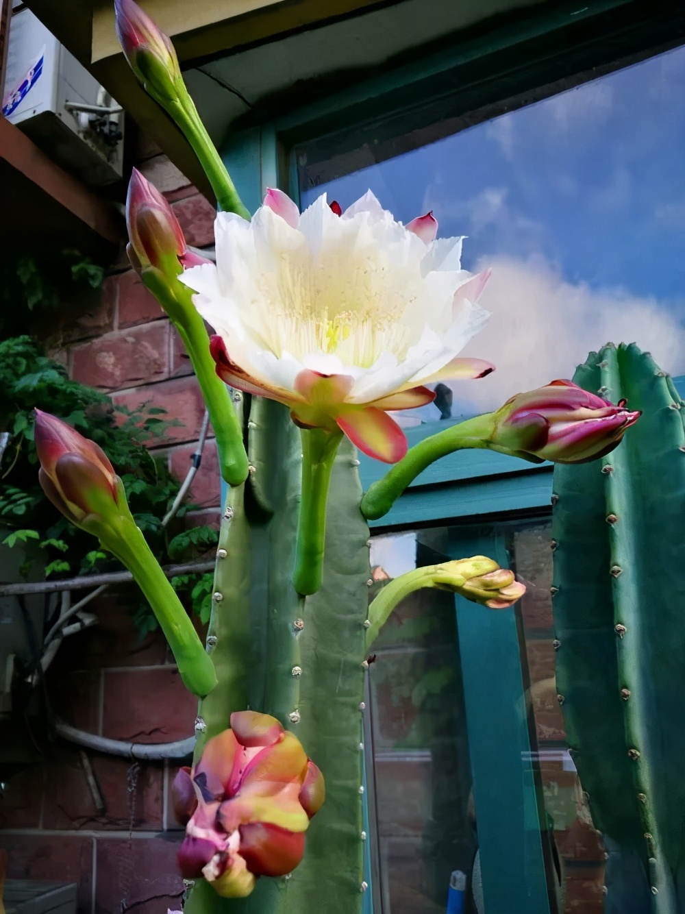 火龙果侧芽扦插繁殖方法,火龙果选取啥样的枝条扦插