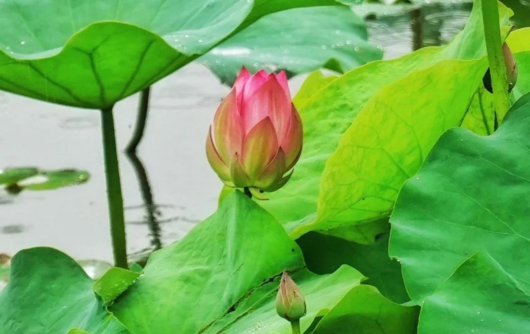 杭州第一波荷花美图大放送！赏荷佳期竟是早上6-8点，哪里最好拍？最新赏荷地图收好