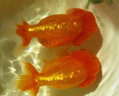 红顶虎金鱼,红顶虎金鱼视频