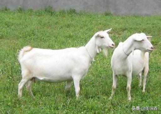 羊传染性拉稀和病毒性拉稀咋治,羊不拉稀吃了拉稀药会怎么样