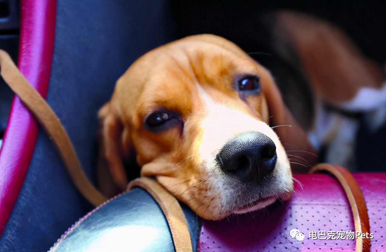 狗狗晕车呕吐怎么办,狗狗晕车几天恢复