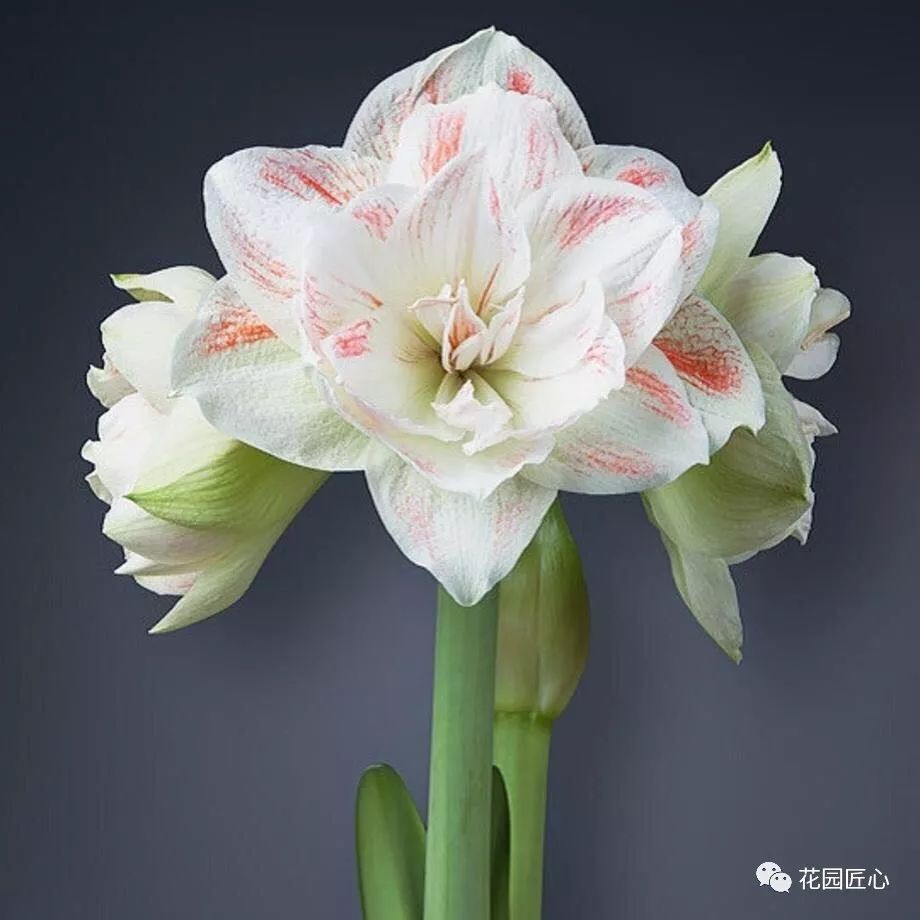 朱顶红为什么老是烂球,怎么才能让朱顶红不生小球