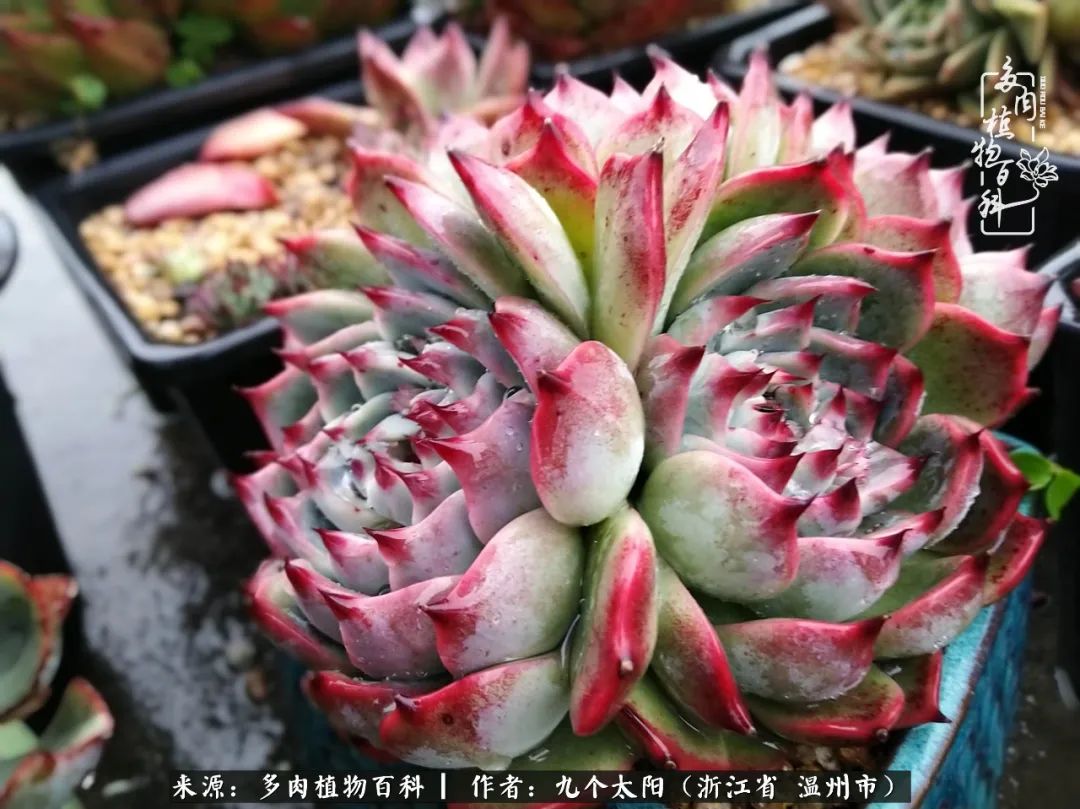 景天、球和龙舌兰，只要是多肉，都喜爱