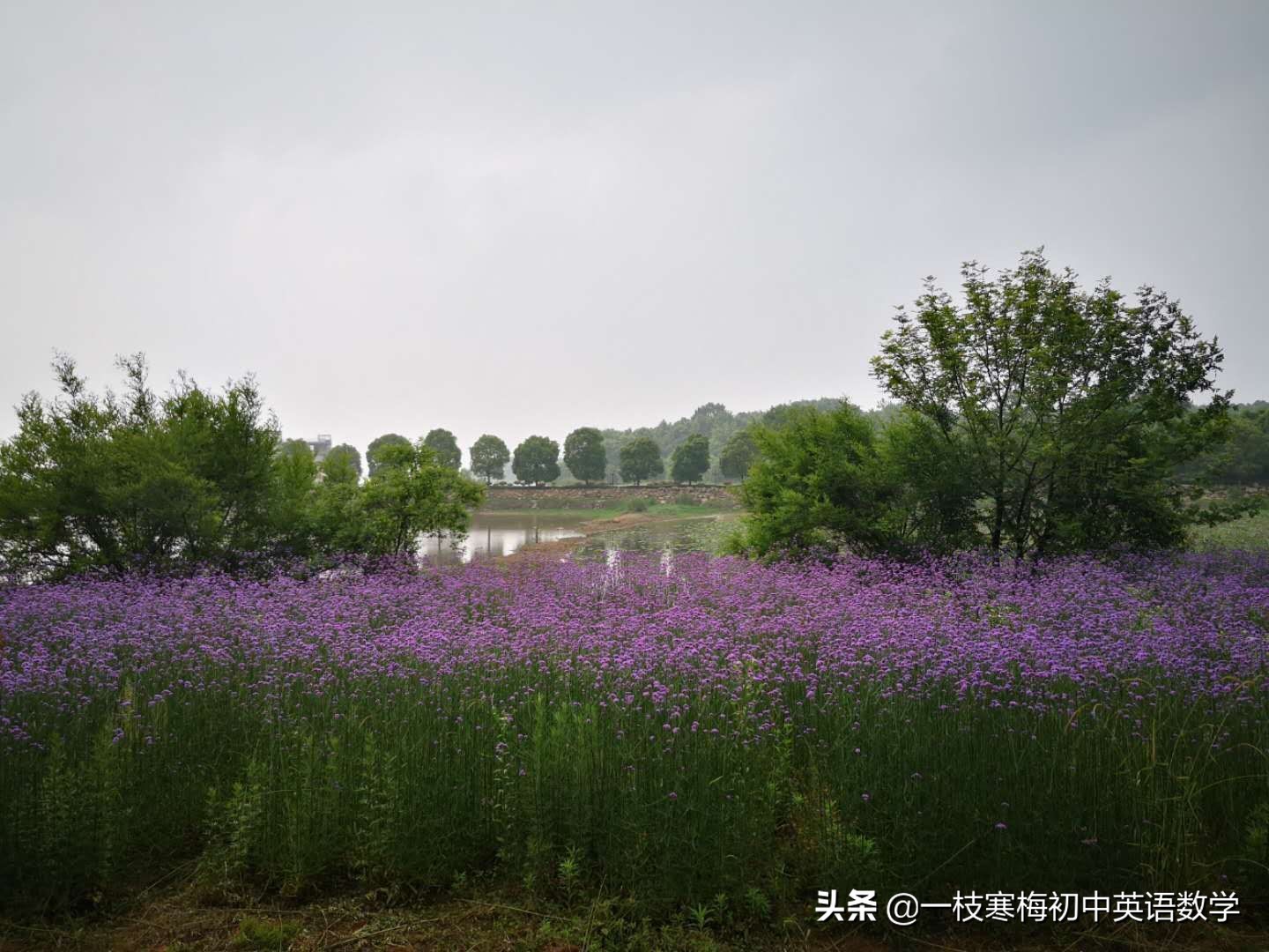 初中英语宾语从句一对一教学,一枝寒梅初中英语宾语从句
