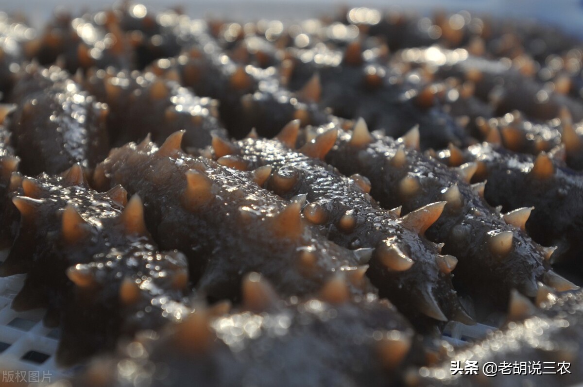 湿海参和干海参价格差别这么大,干海参与即食海参价格差别很大