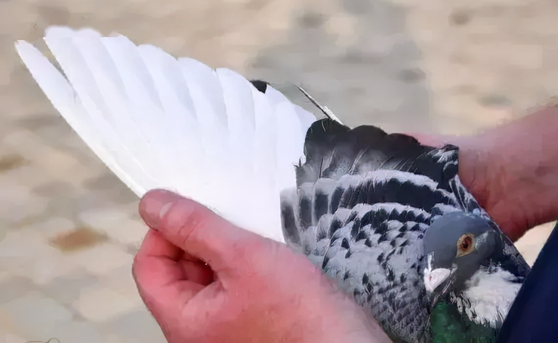 中国最贵的赛鸽前十名,最贵的一羽赛鸽