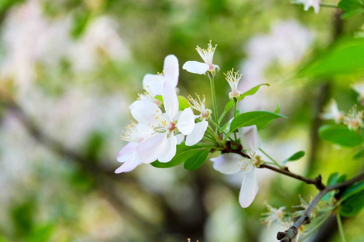 巴中市第四中学西华山春游,巴中高中春游
