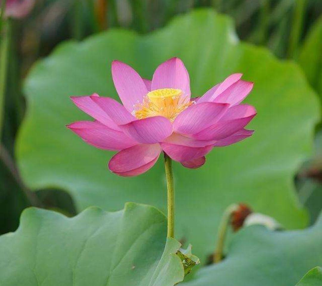 水芙蓉是不是荷花的名称,水芙蓉和荷花的关系