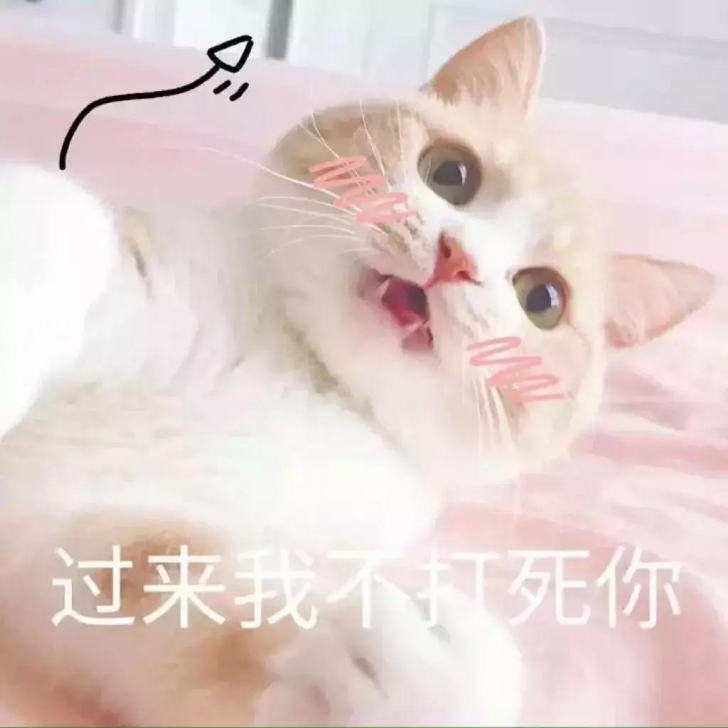 怎么惹猫生气很愤怒,惹猫生气的方法