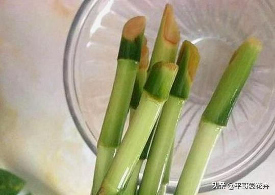 养富贵竹好黄怎么办,养富贵竹有什么禁忌吗