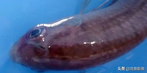 锚头蚤寄生虫怎样治疗,中国斗鱼寄生虫图片