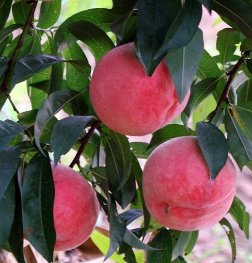 好吃的水蜜桃新品种,好吃的水蜜桃上市了